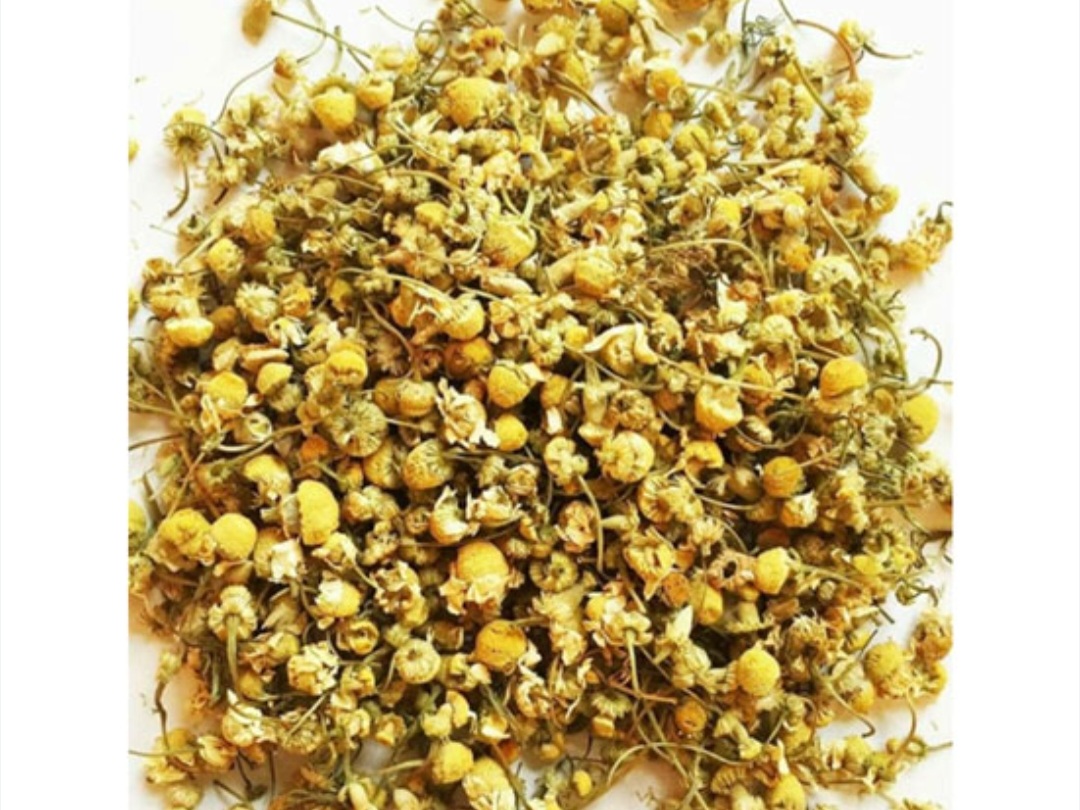 بابونه شیرازی اصل