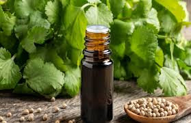 روغن گشنیز درمانی