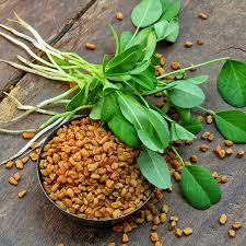 بذر شنبلیله
