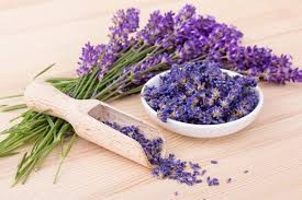 اسطوخودوس فرانسوی