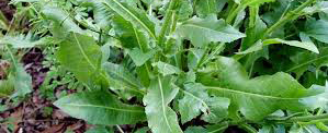 برگ کاسنی