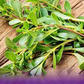 برگ خرفه