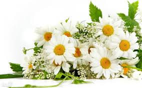 بابونه گاوی