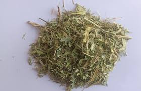 گیاه کیسه کشیش