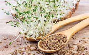 بذر یونجه